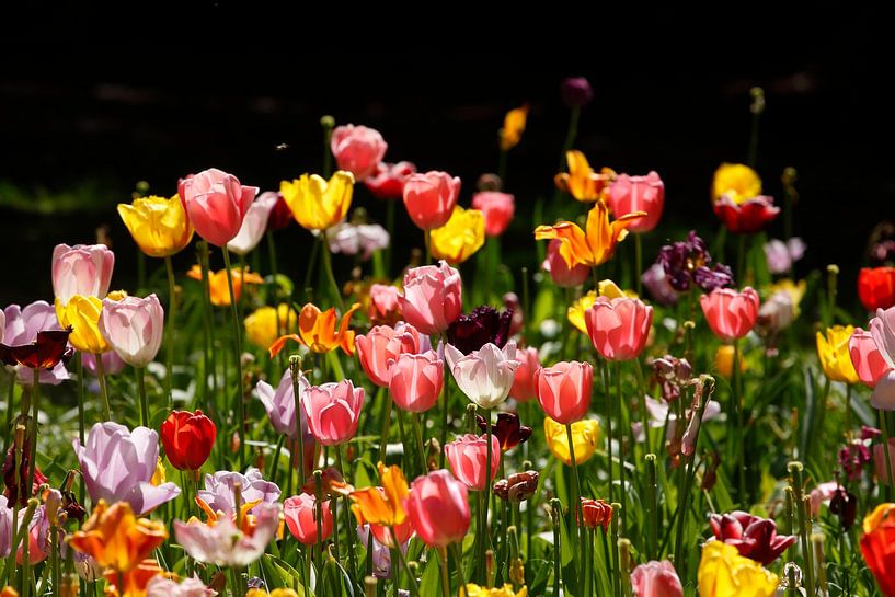 Bunt blühendeTulpen,  (Tulipa), Blumenbeet, Deutschland von Torsten Krüger