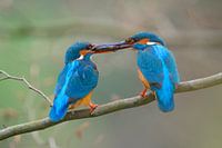 Kingfisher