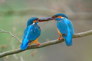 Eisvogel