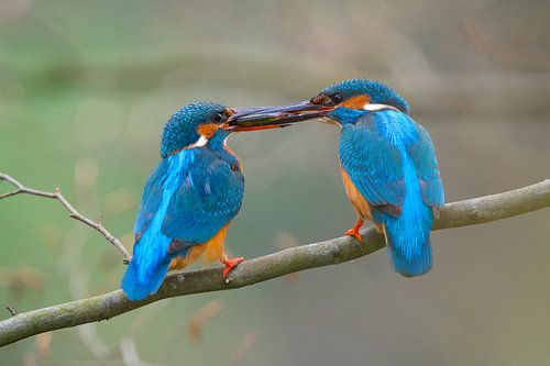 Kingfisher by Kingfisher.photo - Corné van Oosterhout