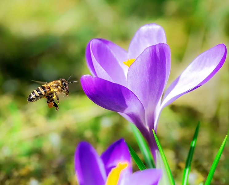 Macro of a flying bee on a purple crocus flower by ManfredFotos