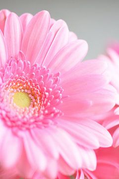 Pastel roze gerbera art print - lente kleuren bloemen natuurfotografie van Christa Stroo fotografie