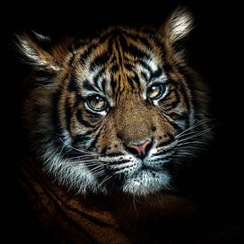 Tiger by Alexander Cox