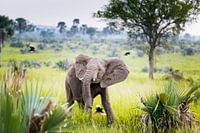 Un bébé éléphant danse sous la pluie avec des oiseaux en Afrique