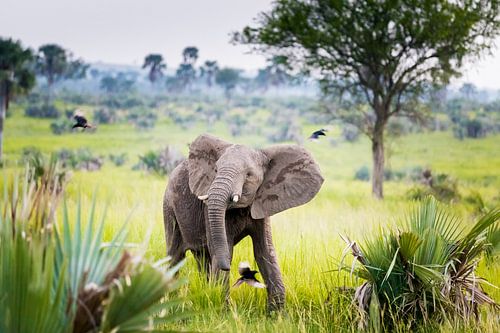Elefantenbaby tanzt im Regen mit Vögeln in Afrika