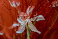Witte tulp in rood.