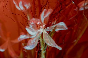 Witte tulp in rood. van Tilja Jansma
