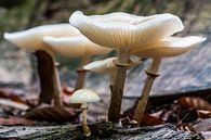 family mushrooms van Koen Ceusters thumbnail
