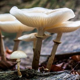 family mushrooms van Koen Ceusters