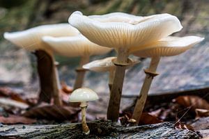 family mushrooms by Koen Ceusters