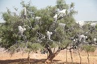 Marokko BoomGeiten by Marc van Gessel thumbnail
