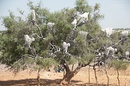 Marokko BoomGeiten van Marc van Gessel