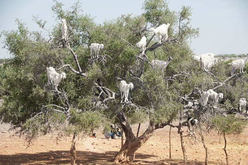 Marokko BoomGeiten by Marc van Gessel