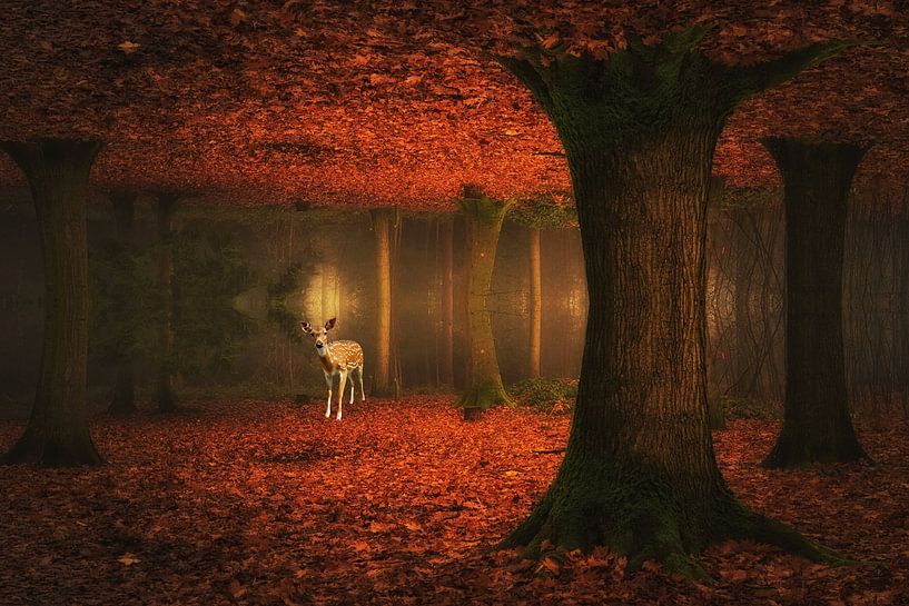 Waldtraum. von Saskia Dingemans Awarded Photographer