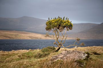 L'ajonc jaune en Irlande sur Bo Scheeringa Photography