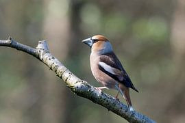 Apfelfink von Merijn Loch