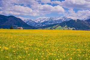 Prairie de pissenlits dans l'Ostallgäu sur Walter G. Allgöwer