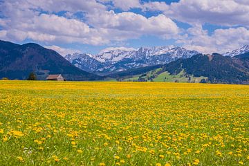 Blossoming dandelion meadow by Walter G. Allgöwer