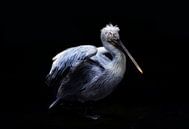Pelican by Claudia Moeckel thumbnail