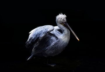 Pelican by Claudia Moeckel