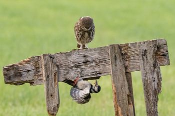 De steenuil en de specht