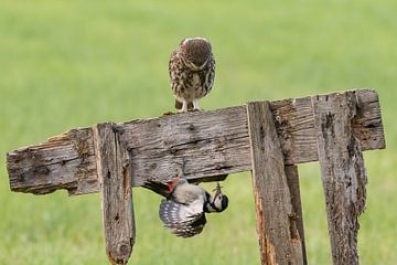 The little owl and the woodpecker by Jessica Blokland van Diën