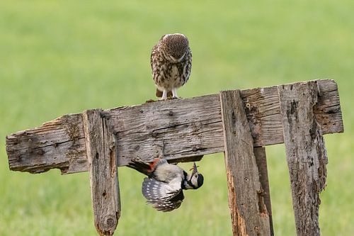 The little owl and the woodpecker