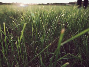 L'herbe