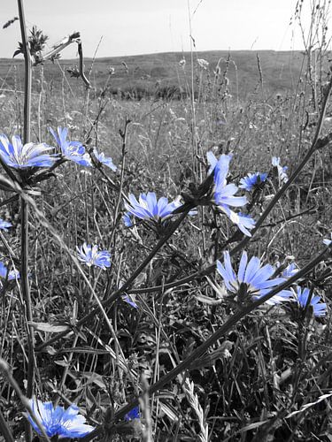 black & white bloemen
