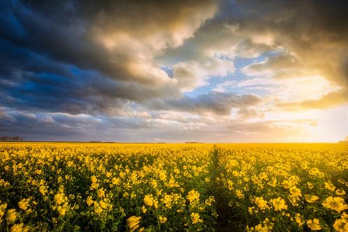 Gronings koolzaad in de omgeving van Midwolda