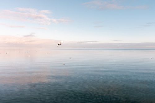 Calm on a pastel-coloured sea with flying seagull