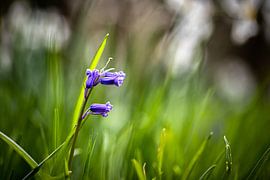 Boshyacinth by Bernadette Alkemade