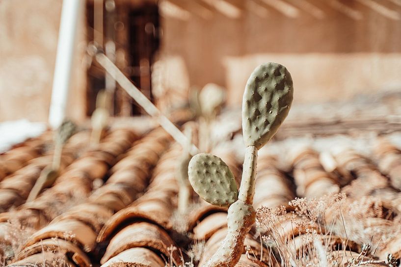 Cactus op oud dak van Studio Seeker