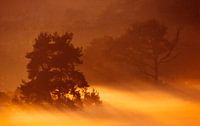 Lande de Worthrheder dans la brume du matin par Ronald Wilfred Jansen Aperçu