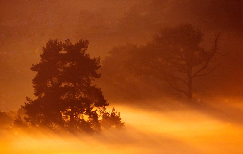 Lande de Worthrheder dans la brume du matin par Ronald Wilfred Jansen