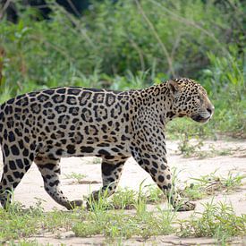 Jaguar aan het jagen, Pantanal, Brazilië van Rini Kools