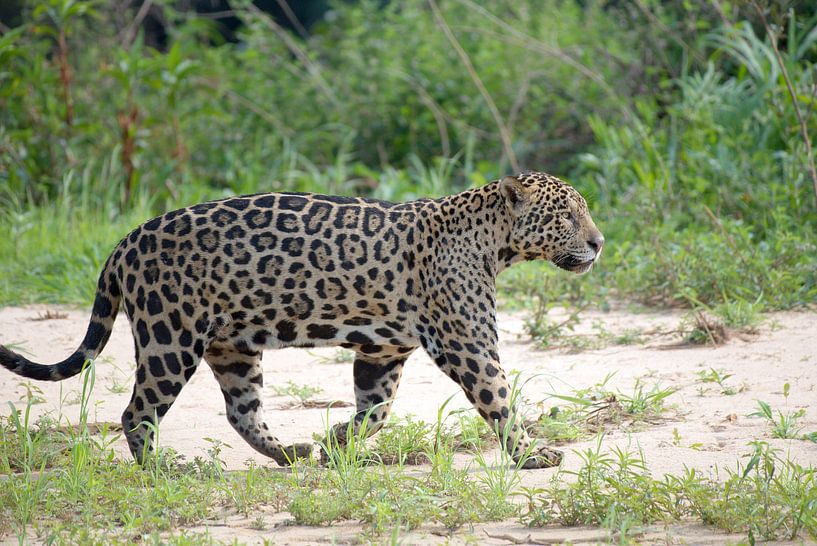 Jaguarjagd, Pantanal, Brasilien von Rini Kools