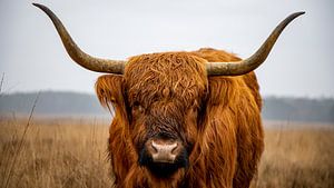 Pâturage au milieu des landes de la réserve naturelle de Goois