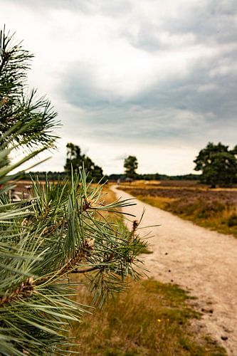 Heide in Epe Nederland moeder natuur
