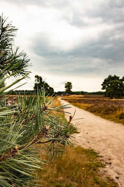 Heather in Epe Niederlande Mutter Natur von HIELKO VISSER