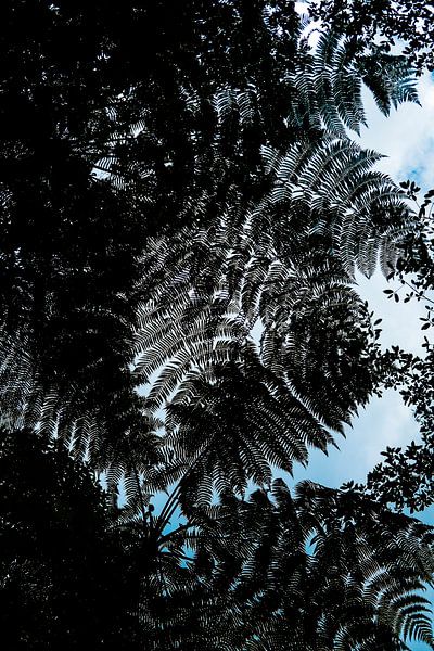 Feuilles d'Amérique du Sud par Teuntje Fleur