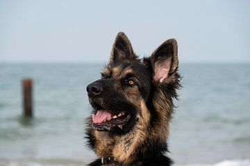 Duitse herder op het strand van Annelies Cranendonk