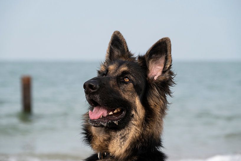 Deutscher Schäferhund am Strand von Annelies Cranendonk