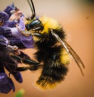 Bumblebee on lavender