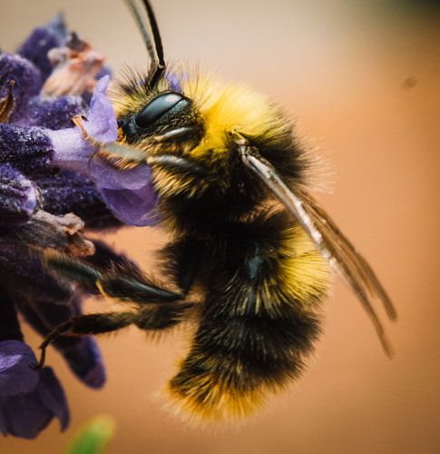 Hommel op lavendel