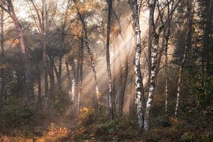 Zon in een herfstig berkenbos