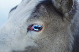 Close-up of an animal’s eye – reflection of the sky and long eyelashes by Laura Georgi Tier- und Ladschaftsfotografie