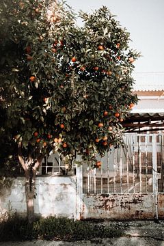 Manderijnenboom in Griekenland - Kleurrijke foto print van Linn Fotografie