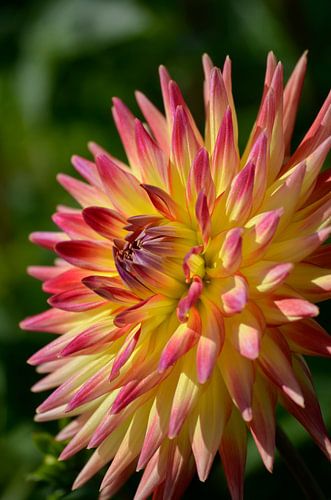 Dahlia 
