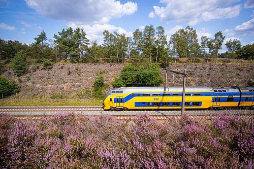 Een dubbeldekker trein langs de heide bij Halte Assel